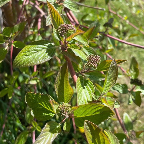 Meet your Posher, Ashley - Picture 1 of 1